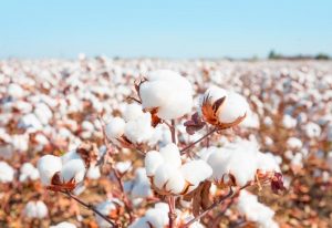 cotton_pambiq_110919