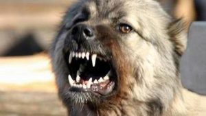 Dog_271211
