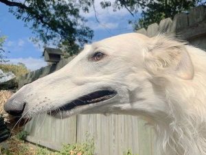 it