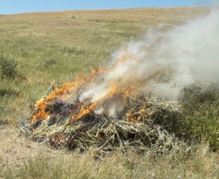 narkotik