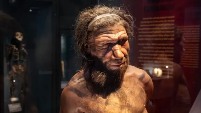 neandertal