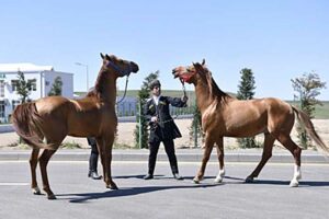 qarabaq atlari
