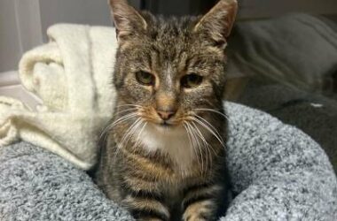 Pişiyi xilas etmək üçün taksi ilə 650 kilometr yol getdi