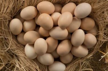 Kənd yumurtasının