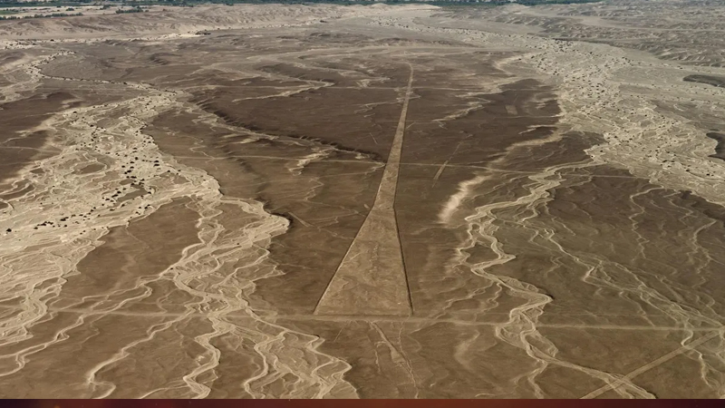 ağ köpək balığının