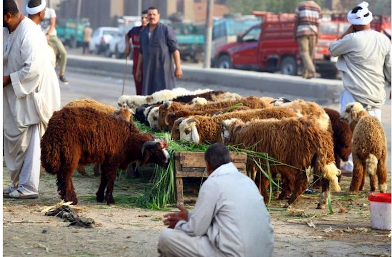 Qurban bayramı