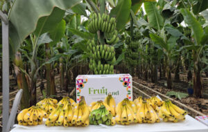 banan