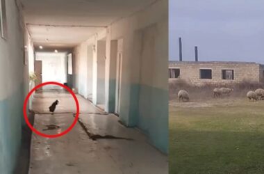 Məktəbin dəhlizində xoruz, həyətində qoyunlar.