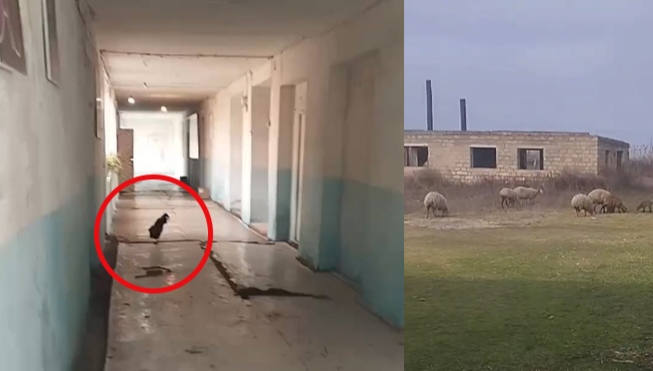 Məktəbin dəhlizində xoruz, həyətində qoyunlar.