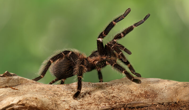 Tarantula