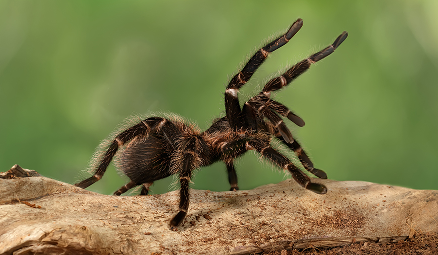Tarantula