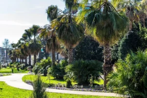Palma