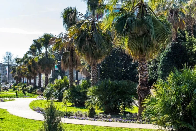Palma