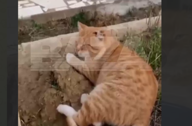 Pişik