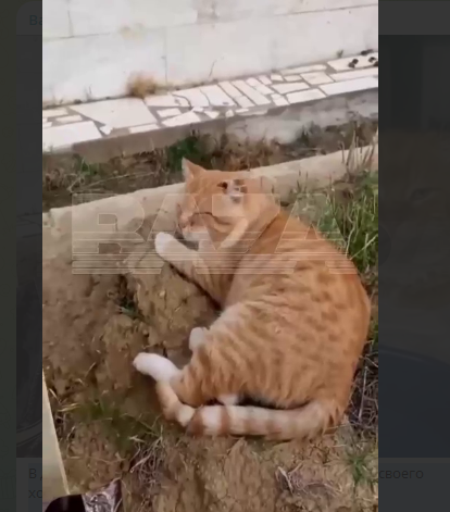 Pişik
