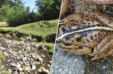 Alsodes vittatus qurbağası