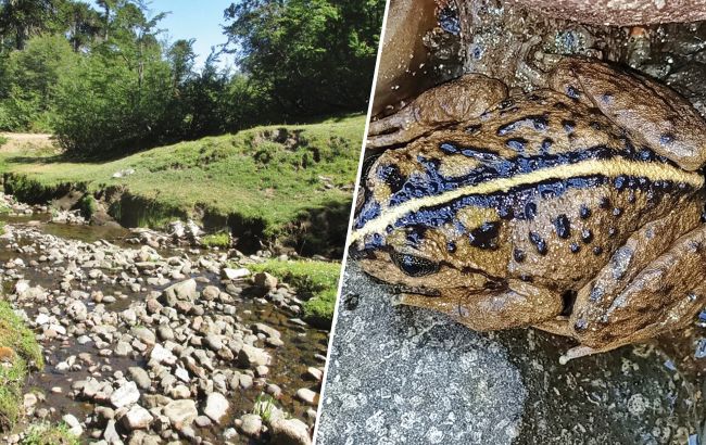 Alsodes vittatus qurbağası