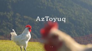 Toyuq