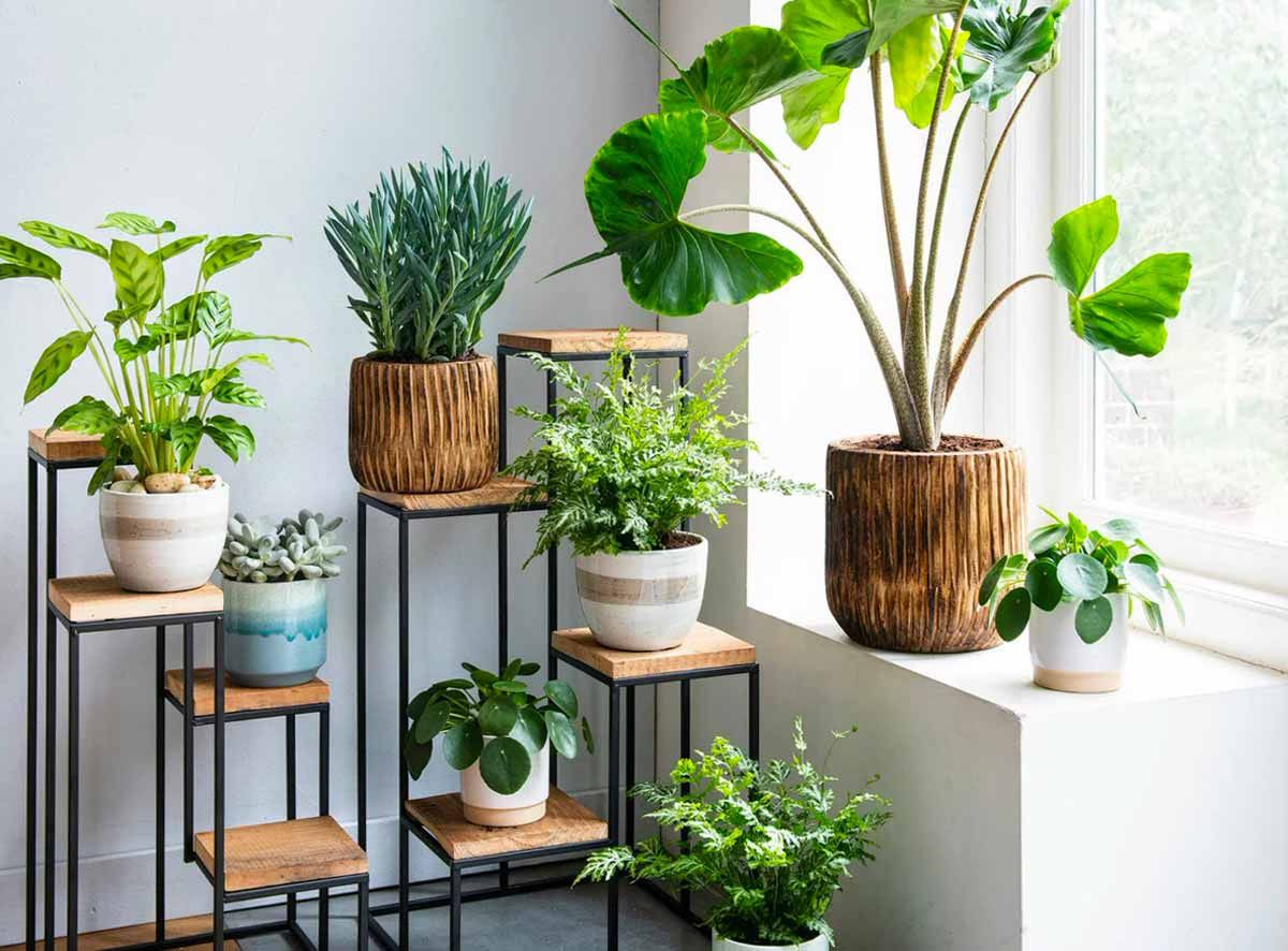 Otaq bitkiləri