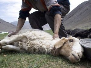 Qurbanlıq