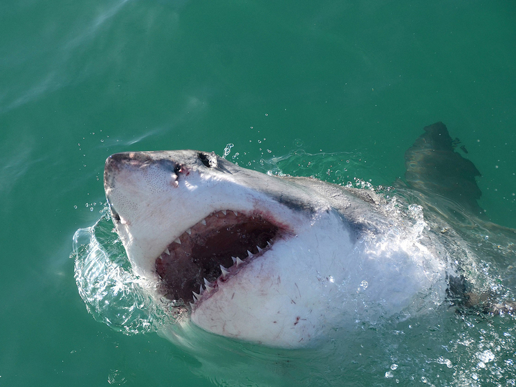 ağ köpəkbalığı