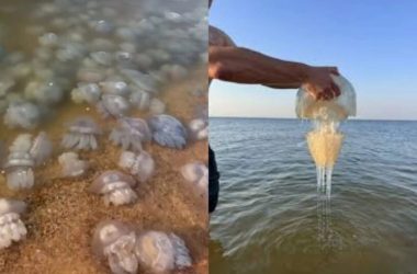 Meduza