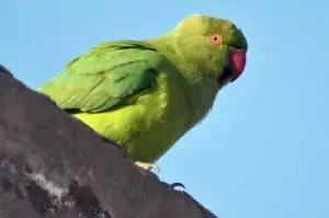tutuqusu
