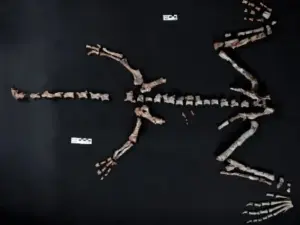 dinozavr balaca